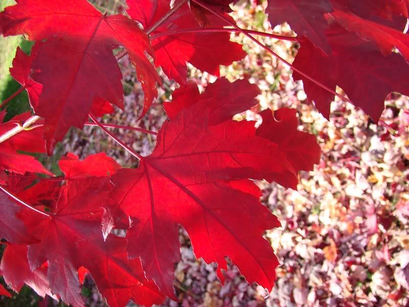 Red Maple Leaves — Serene, Autumn, Photograph, Branches, Ground
