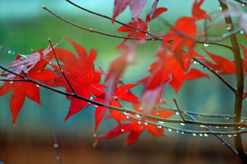 Red Maple Leaves — Serene, Autumn, Photograph, Branches, Raindrops