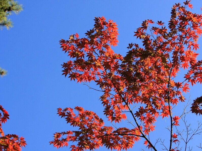 Red Maple Leaves — Serene, Autumn, Photograph, Branches, Sky, Pine Tree