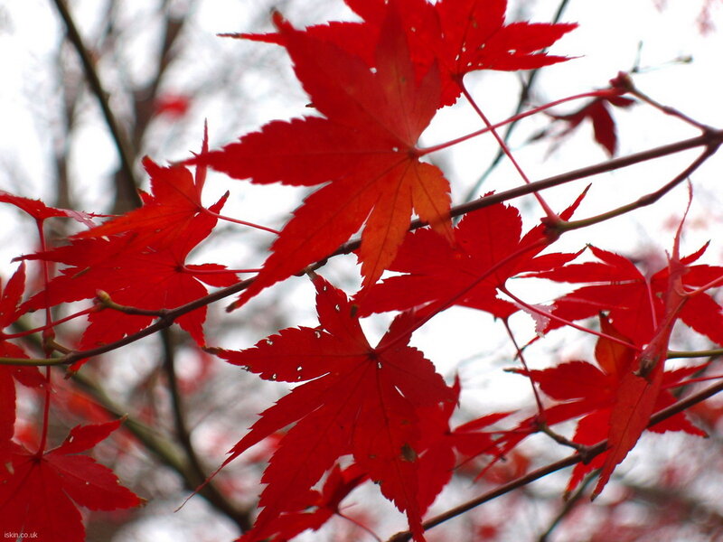 Red Maple Leaves — Serene, Autumn, Photograph, Branches, Sky