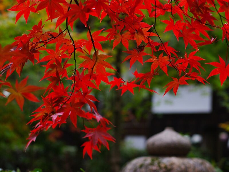 Red Maple Leaves — Serene, Autumn, Photograph, Branches, Stone Lantern