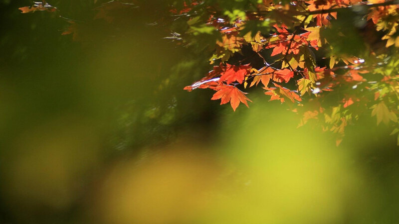 Red Maple Leaves — Serene, Autumn, Photograph, Branches, Sunlight