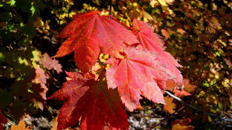 Red Maple Leaves — Serene, Autumn, Photograph, Branches, Sunlight, Yellow, Green