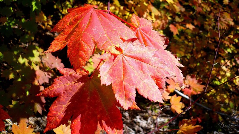 Red Maple Leaves — Serene, Autumn, Photograph, Branches, Sunlight, Yellow