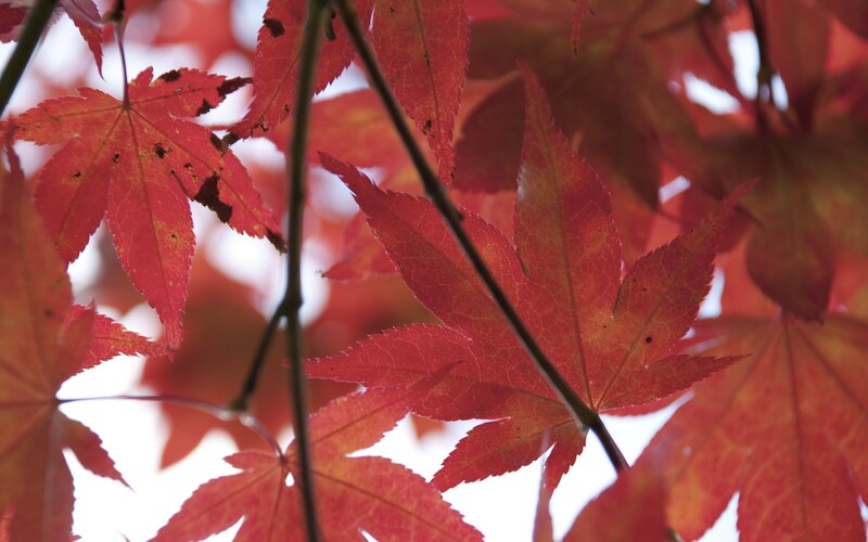 Red Maple Leaves — Serene, Autumn, Photograph, Branches