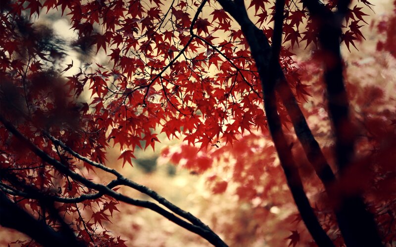 Red Maple Leaves — Serene, Autumn, Photograph, Branches, Trees