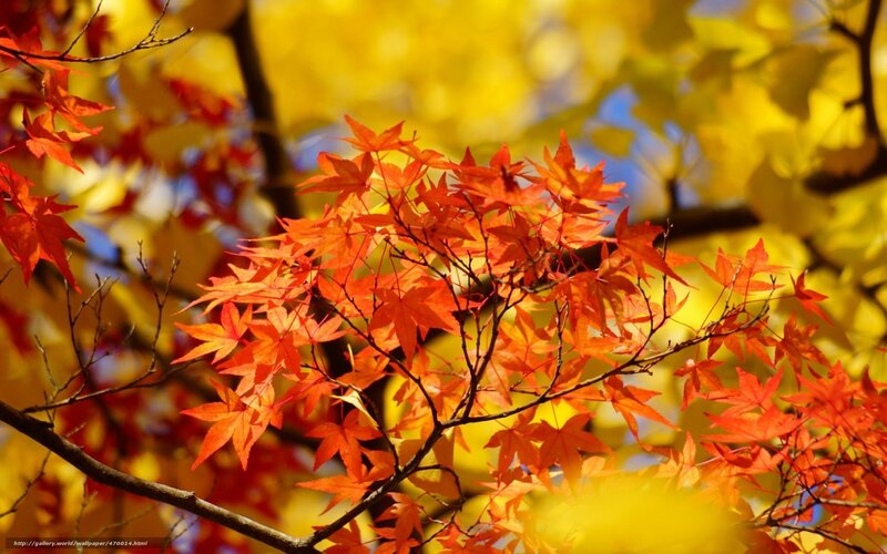 Red Maple Leaves — Serene, Autumn, Photograph, Branches, Yellow Leaves