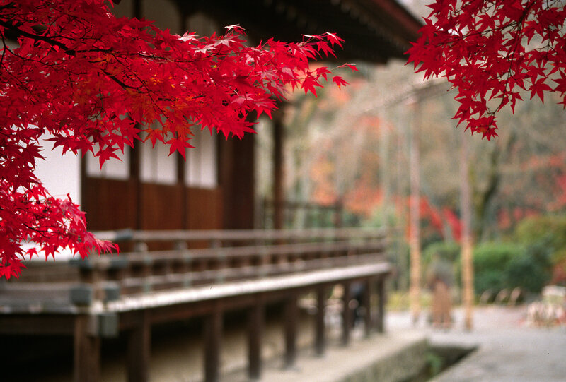 Red Maple Leaves — Serene, Autumn, Photograph, Building, Bench