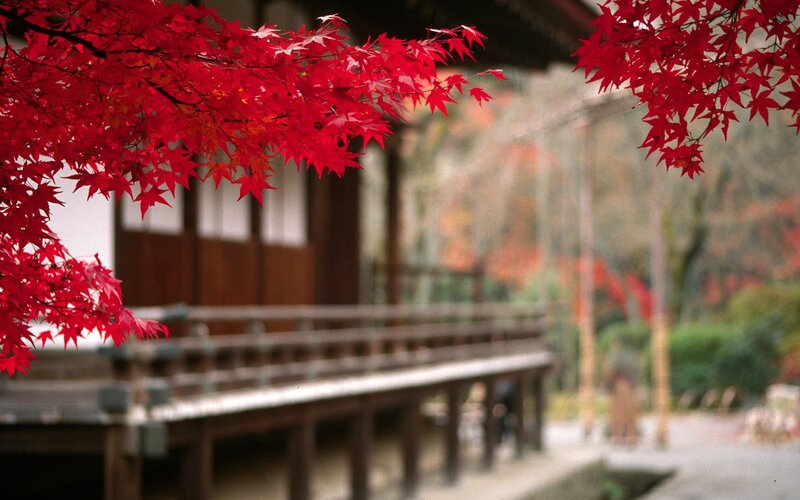 Red Maple Leaves — Serene, Autumn, Photograph, Building, Bridge