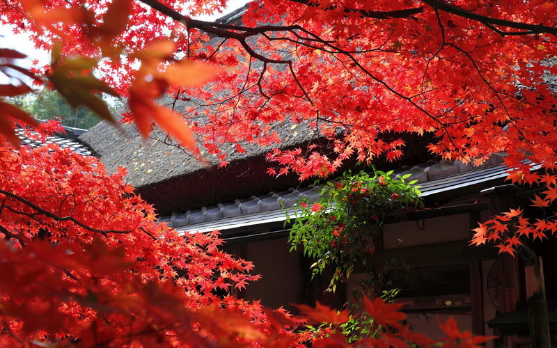 Red Maple Leaves — Serene, Autumn, Photograph, Building, Thatched Roof
