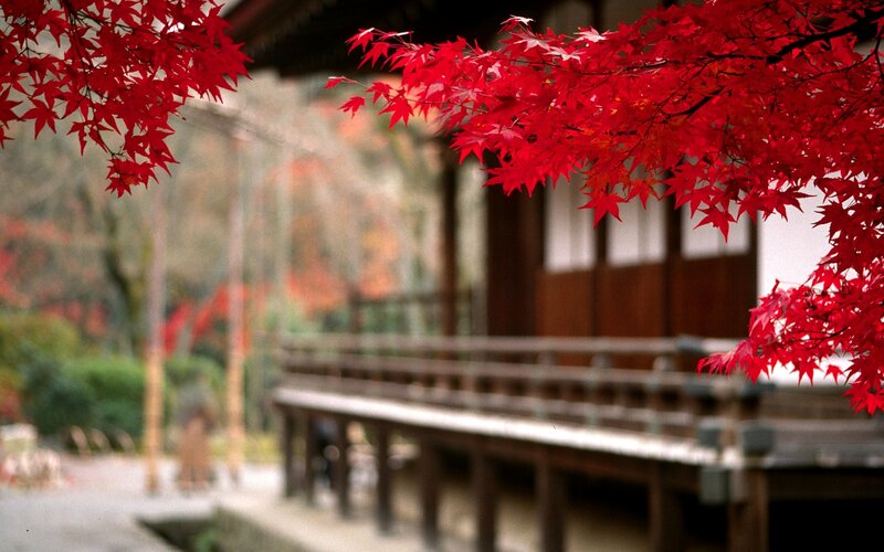 Red Maple Leaves — Serene, Autumn, Photograph, Building