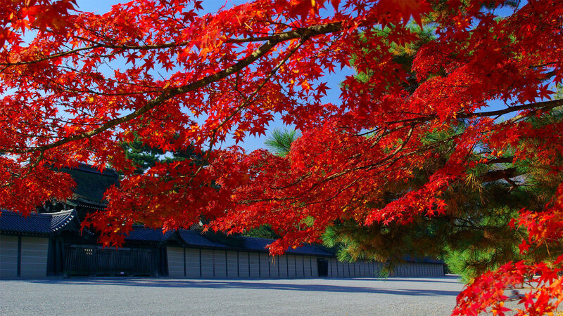 Red Maple Leaves — Serene, Autumn, Photograph, Building, Tree