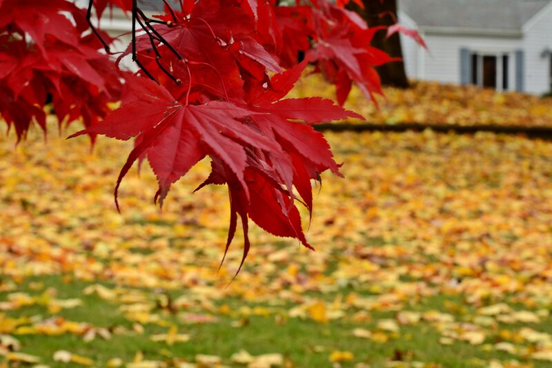 Red Maple Leaves — Serene, Autumn, Photograph, Fallen Leaves