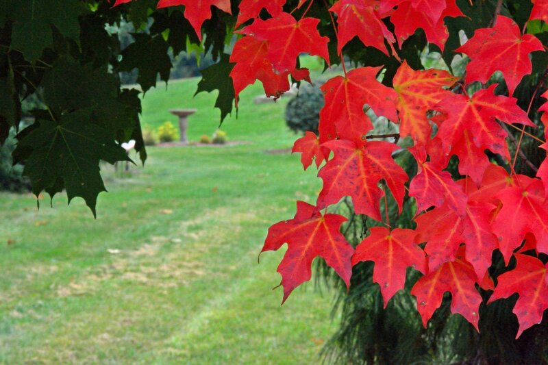 Red Maple Leaves — Serene, Autumn, Photograph, Green Lawn