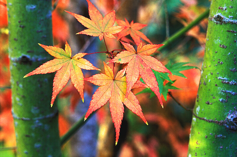 Red Maple Leaves — Serene, Autumn, Photograph, Green Tree Trunks