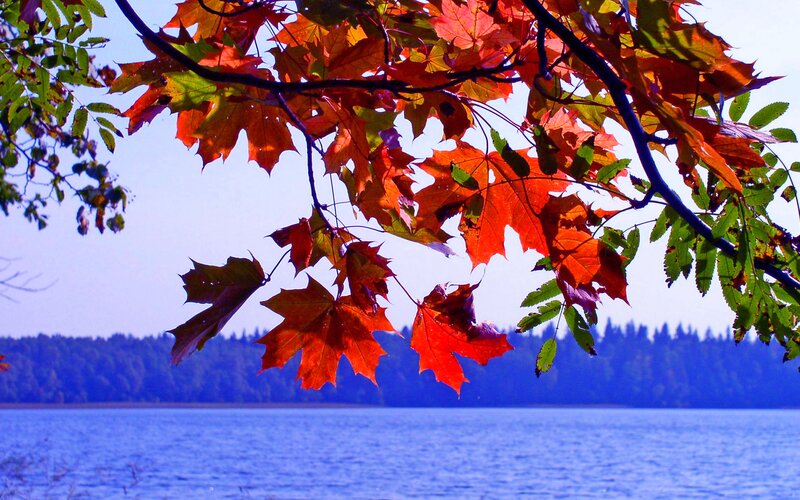 Red Maple Leaves — Serene, Autumn, Photograph, Lake