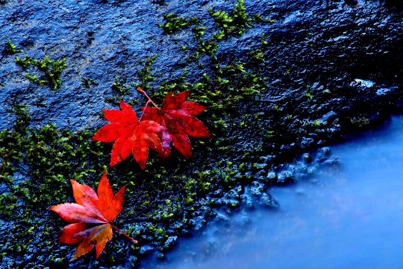 Red Maple Leaves — Serene, Autumn, Photograph, Moss, Rock