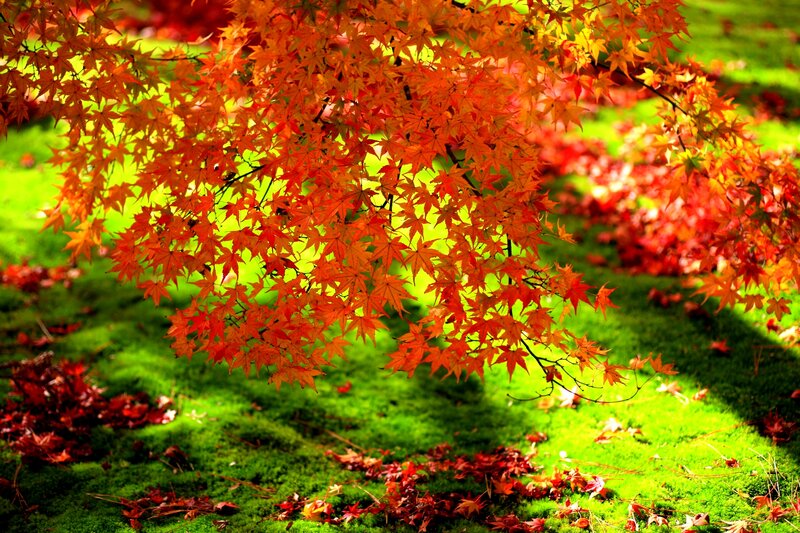 Red Maple Leaves — Serene, Autumn, Photograph, Moss