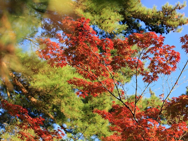 Red Maple Leaves — Serene, Autumn, Photograph, Pine Trees, Sky