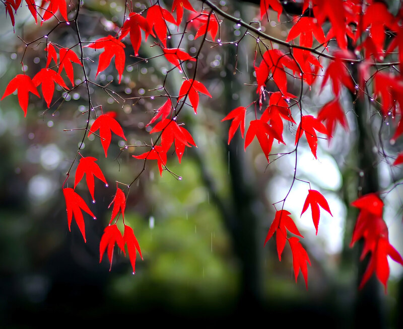 Red Maple Leaves — Serene, Autumn, Photograph, Raindrops, Branches