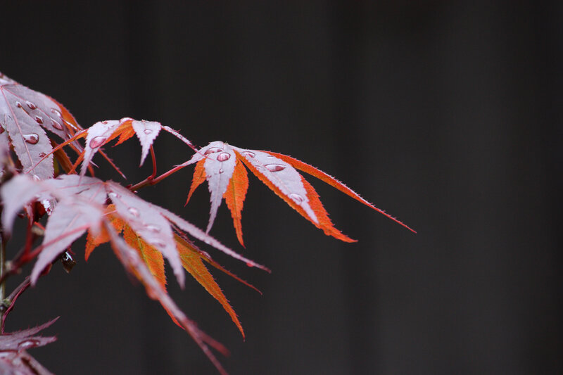 Red Maple Leaves — Serene, Autumn, Photograph, Raindrops
