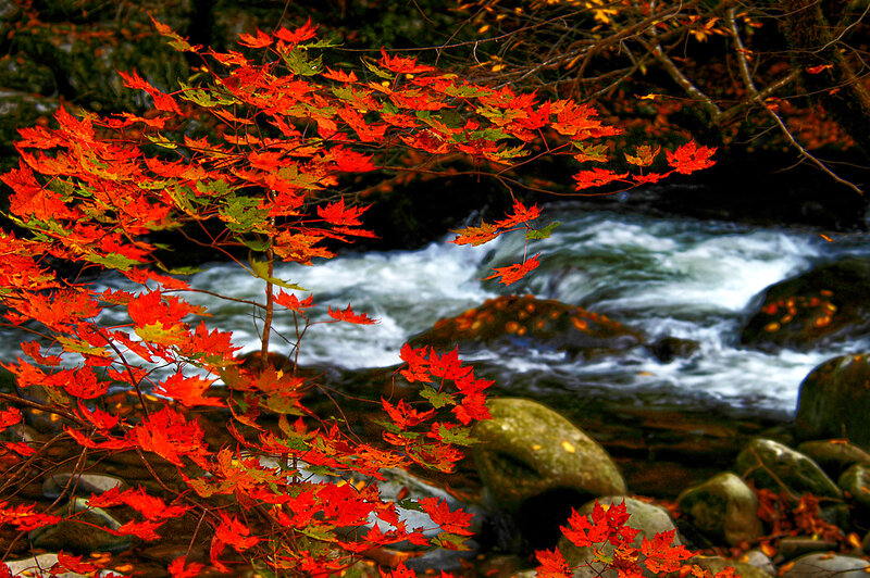 Red Maple Leaves — Serene, Autumn, Photograph, River