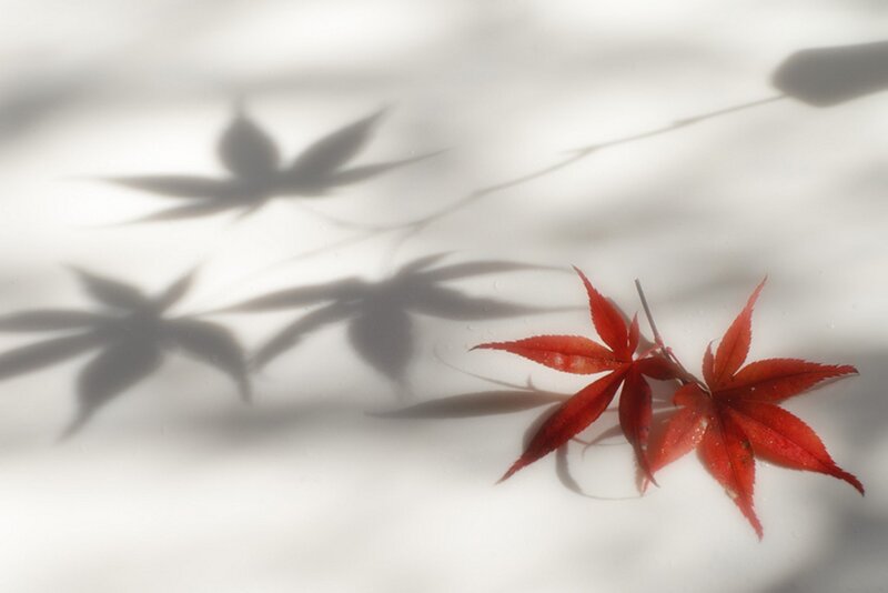 Red Maple Leaves — Serene, Autumn, Photograph, Shadows