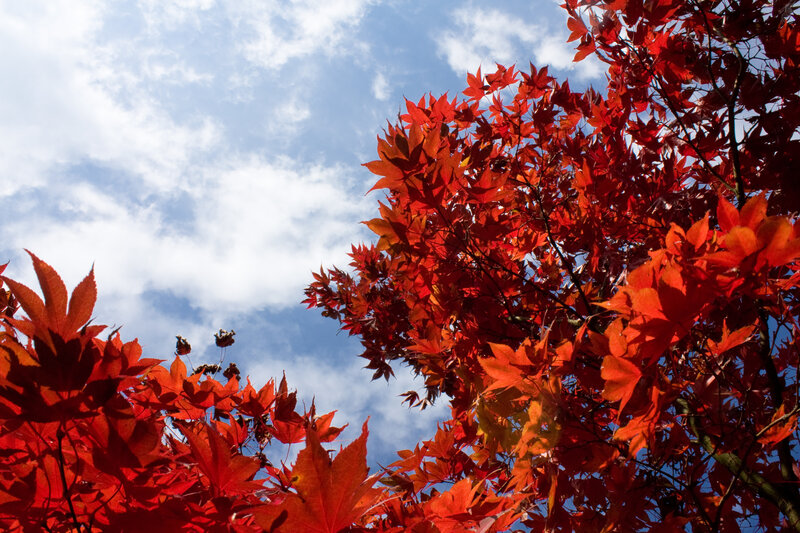 Red Maple Leaves — Serene, Autumn, Photograph, Sky, Clouds, Branches