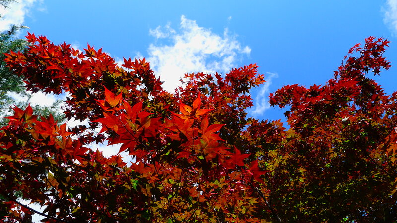 Red Maple Leaves — Serene, Autumn, Photograph, Sky, Clouds