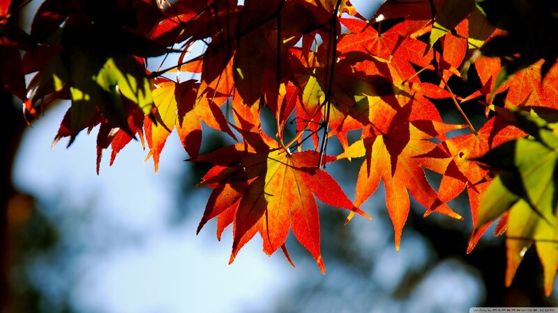 Red Maple Leaves — Serene, Autumn, Photograph, Sky, Sunlight