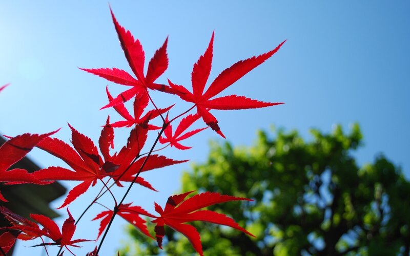 Red Maple Leaves — Serene, Autumn, Photograph, Sky