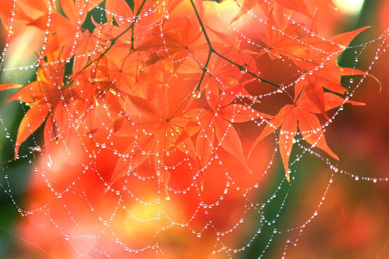 Red Maple Leaves — Serene, Autumn, Photograph, Spiderweb