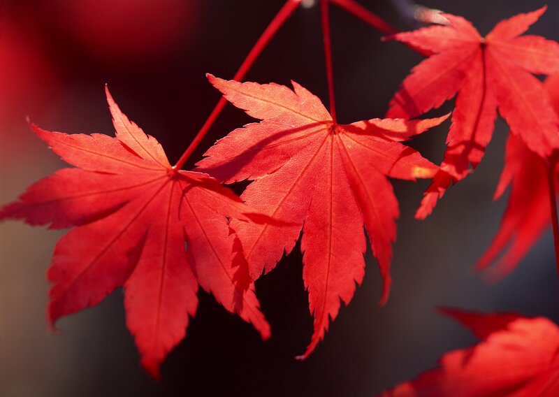 Red Maple Leaves — Serene, Autumn, Photograph, Stem, Background, Black