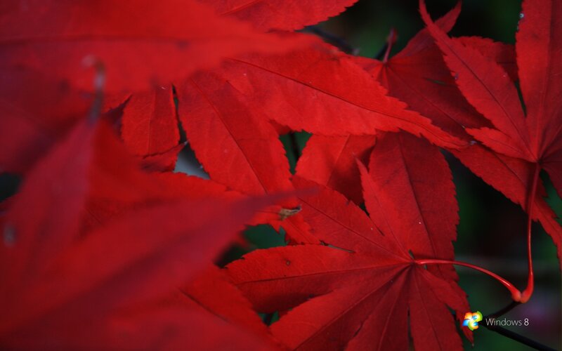 Red Maple Leaves — Serene, Autumn, Photograph, Stem