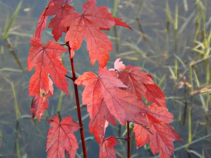 Red Maple Leaves — Serene, Autumn, Photograph, Stem, Water
