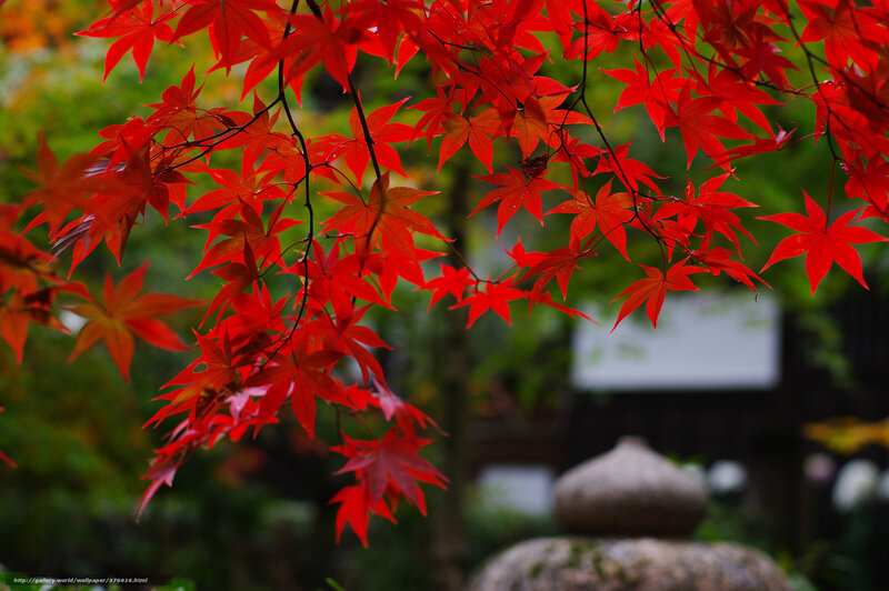 Red Maple Leaves — Serene, Autumn, Photograph, Stone Lantern