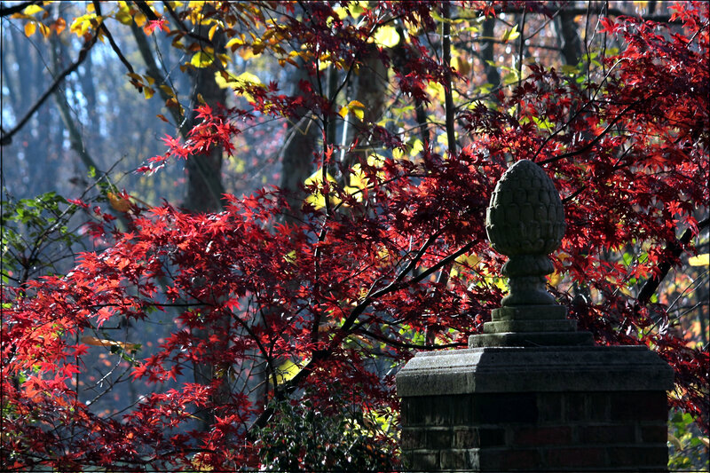 Red Maple Leaves — Serene, Autumn, Photograph, Stone Pillar