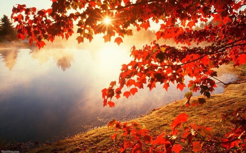 Red Maple Leaves — Serene, Autumn, Photograph, Sun