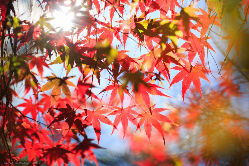 Red Maple Leaves — Serene, Autumn, Photograph, Sunlight, Sky, Branches