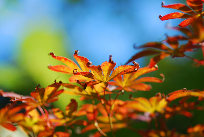 Red Maple Leaves — Serene, Autumn, Photograph, Sunlight, Sky, Yellow