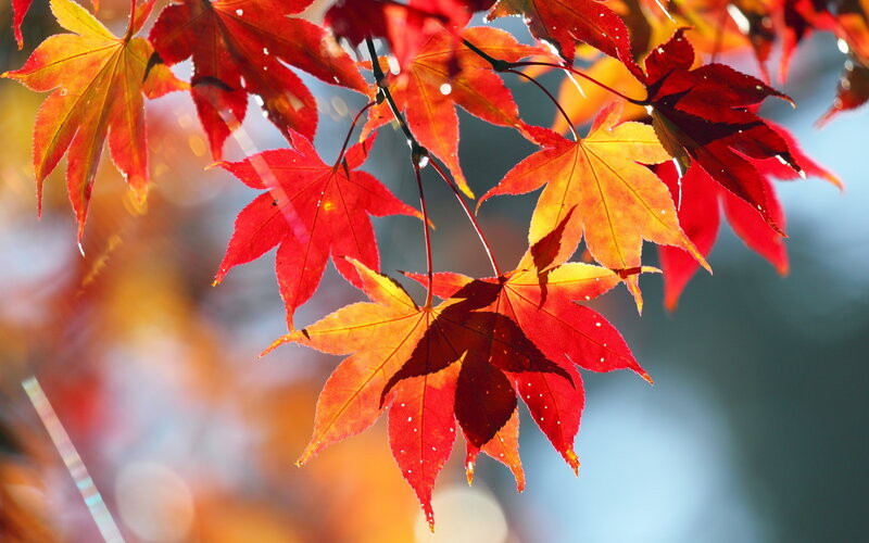 Red Maple Leaves — Serene, Autumn, Photograph, Sunlight