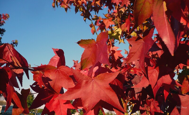 Red Maple Leaves — Serene, Autumn, Photograph
