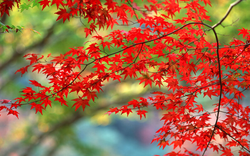 Red Maple Leaves — Serene, Autumn, Photograph, Tree Branch, Autumn Foliage