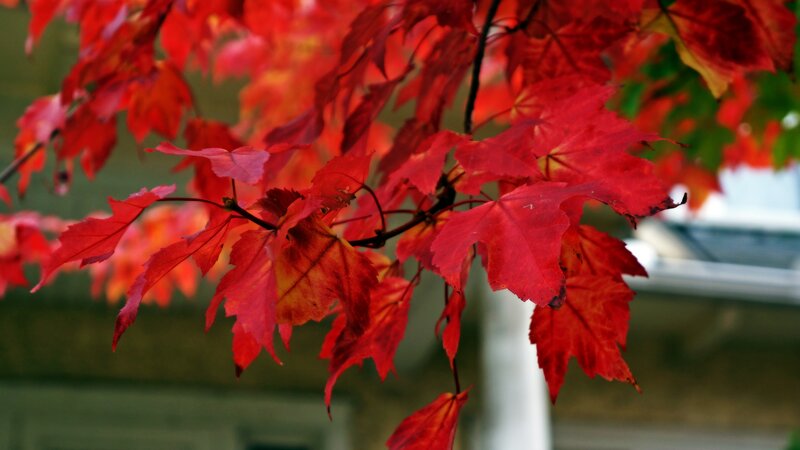 Red Maple Leaves — Serene, Autumn, Photograph, Tree Branch, Building