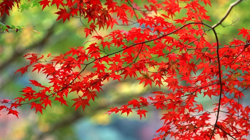 Red Maple Leaves — Serene, Autumn, Photograph, Tree Branch, Green Foliage