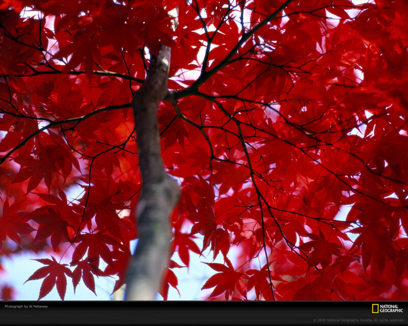 Red Maple Leaves — Serene, Autumn, Photograph, Tree Branch, Sky