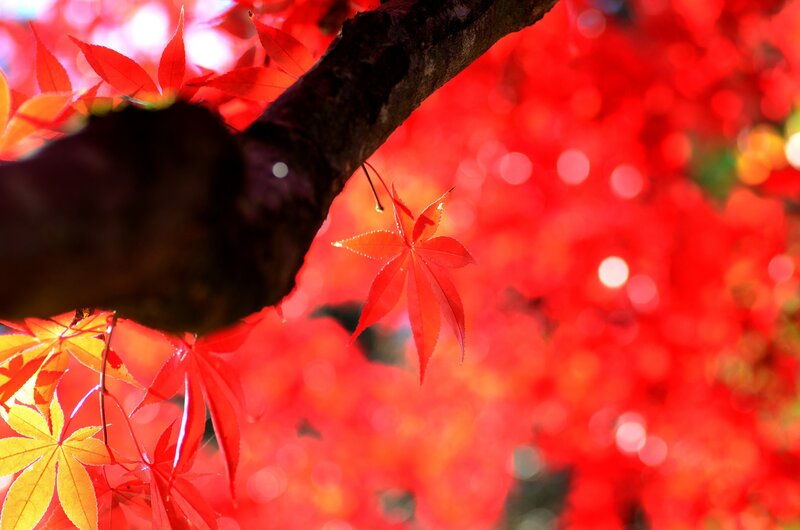 Red Maple Leaves — Serene, Autumn, Photograph, Tree Branch, Sunlight
