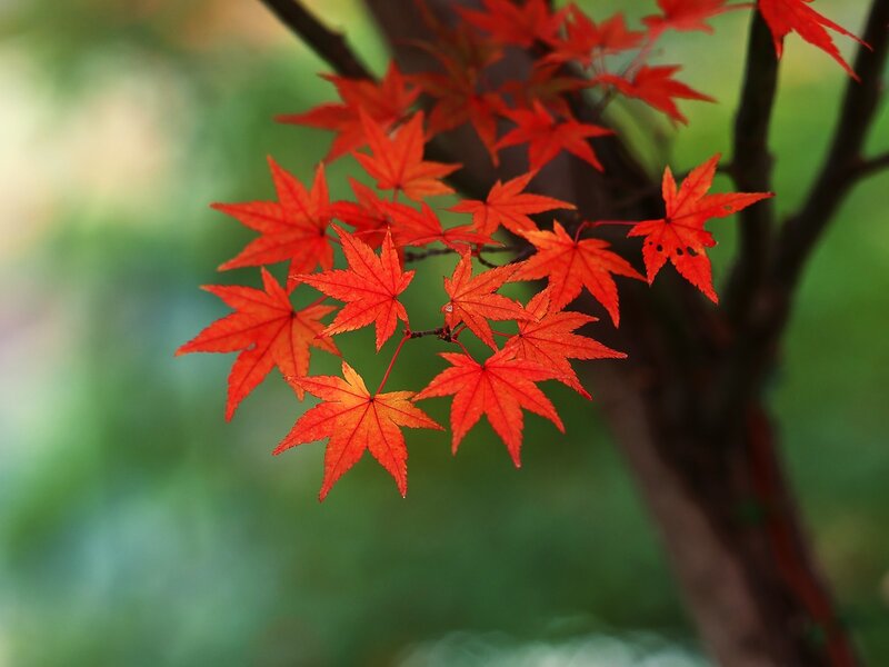 Red Maple Leaves — Serene, Autumn, Photograph, Tree Branch