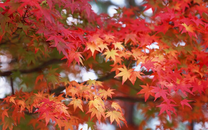Red Maple Leaves — Serene, Autumn, Photograph, Tree Branches, Autumn Colors