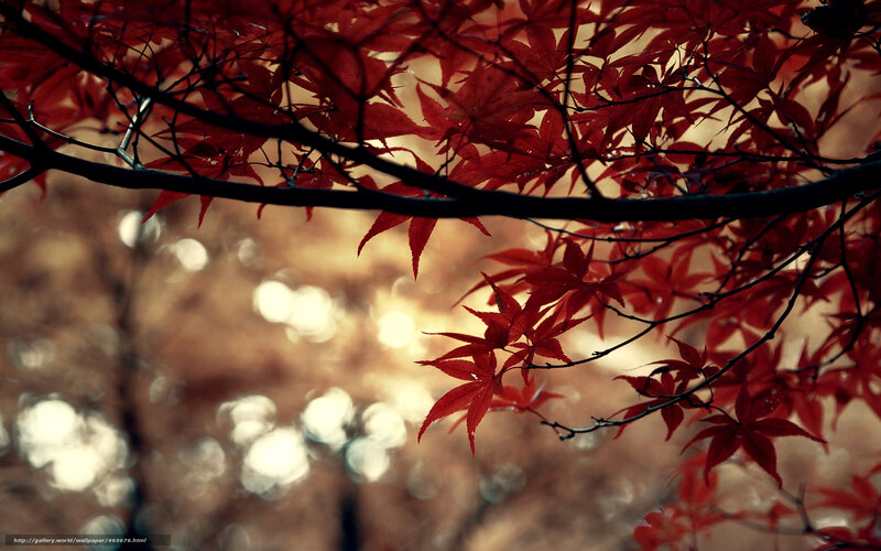 Red Maple Leaves — Serene, Autumn, Photograph, Tree Branches, Bokeh